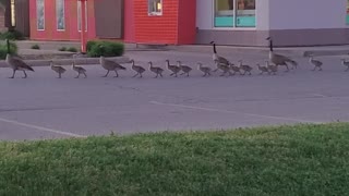Massive Canadian Geese Family Parade Across Lot