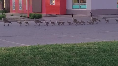 Massive Canadian Geese Family Parade Across Lot