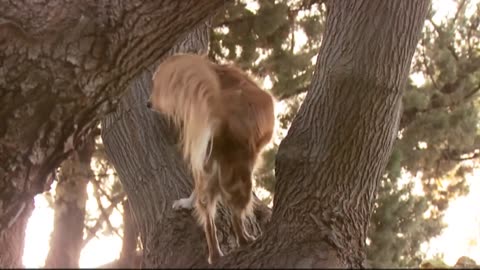Tree Climbing Dog ....