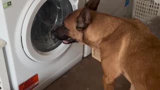 Dog Impatiently Waits for His Toys to Be Washed