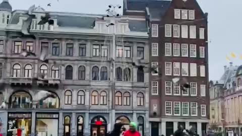 Birds friendship with human #dam square #amsterdam