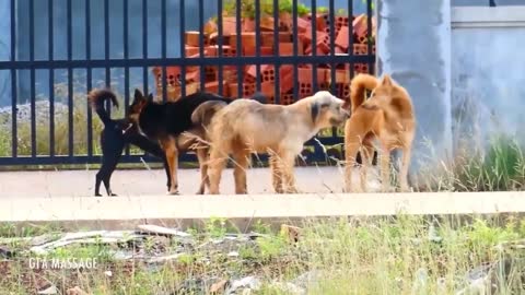 Street Dog Meeting for the Summer Season in Village