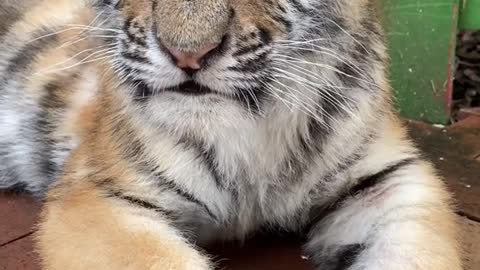 Little tiger