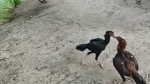 Fighting chick