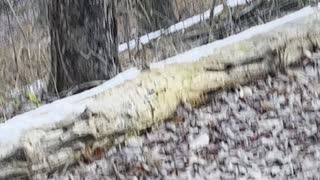 Deer on Rail Trail