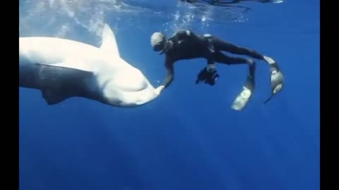 Tiger Shark Chomps At The Surface