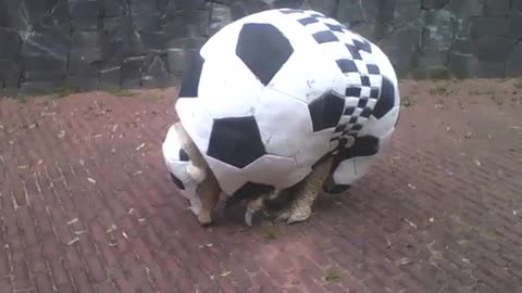 Sculpture of brazilian three banded armadillo, in science museum [Nature & Animals]