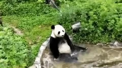 Panda enjoying hot spring