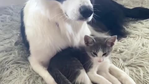 AWE SWEET 😘DOG FOSTERS HOMELESS KITTENS