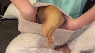 Chihuahua Climbs into Beanie
