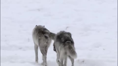 Wolves In The Wild