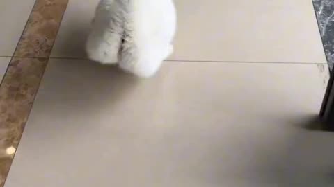 cat that looks like a rabbit