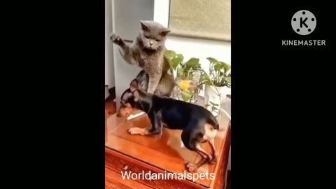 Funny cat video