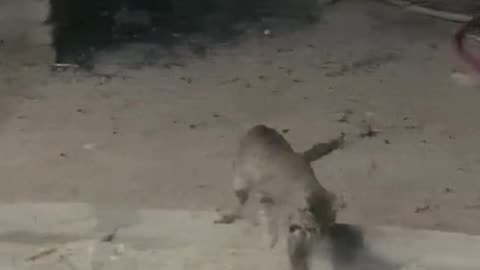 A brave cat defends against a snake attack