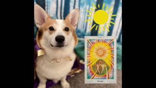 Corgi reading tarot cards