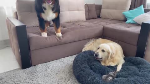 Golden Retriever and Bernese Mountain Dog Shocked by a Kitten occupying dog bed!