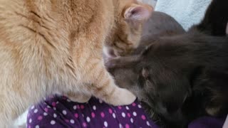 Cat Cleans Dog's Face
