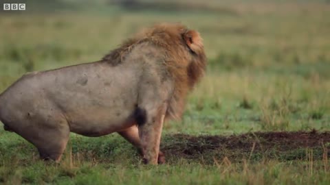 Hyena pack attacks lion _ FULL CLIP - Dynasties