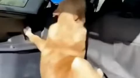 Video de animales tiernos y divertidos😂