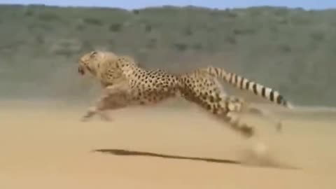 Cheetah hunting | cheetah is fatest animal on earth