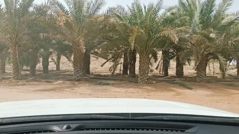 Drive through Date palm