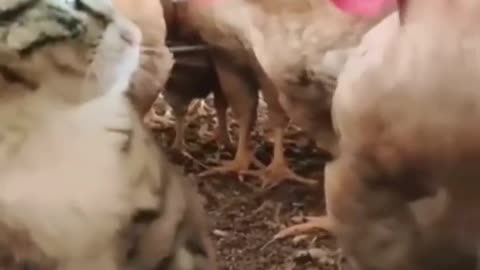 Hens cat fight.