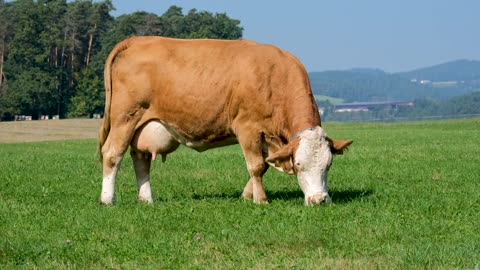 How Cows Eat Grass