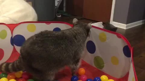 Cat is jealous of raccoons new toy