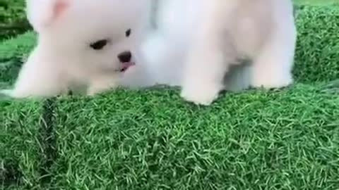 Cute and funny Pomeranian puppy enjoying in Park || Dogs & Puppy Lover