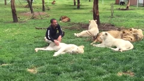 Tiger Saves Man From A Leopard Attack