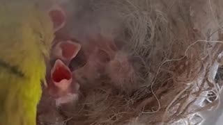 "Mama canary feeding her babies... the sweetest act of nurture in God's world."