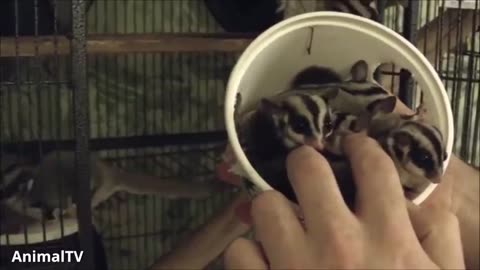 Sugar Gliders