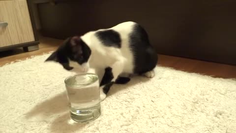 Cat has mind blown by sparkling water