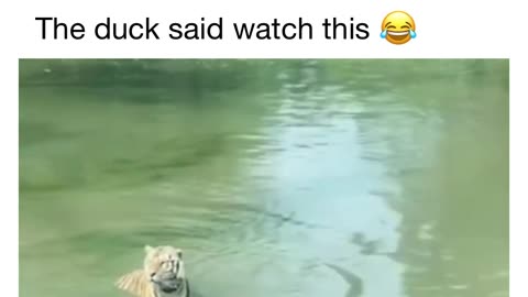 Funny video animal