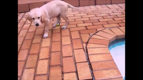 Golden retriever swimming.