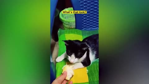 New Funny Animals Video 2024 | Funniest Cats and Dogs Videos | New Funny Video Of Cat And Dogs #391