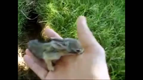 Baby Bunny Rabbits Binky - CUTEST Compilation