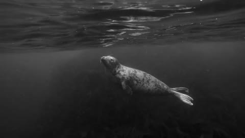 freediving with seals