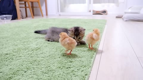 Looking back on how kitten Kiki met tiny chicks for the first time