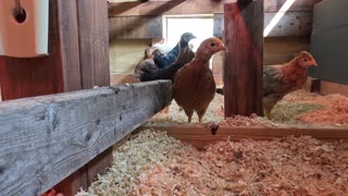 Chickens from inside the coop. Up close and personal.