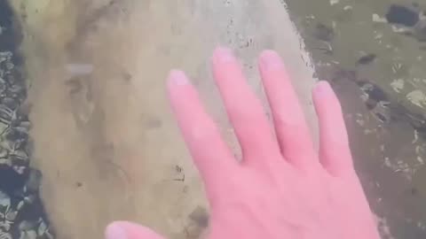 largest Crab claw ever seen !