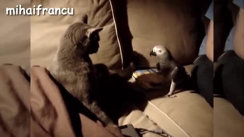 Funny Parrots Annoying Cats Compilation || NEW HD