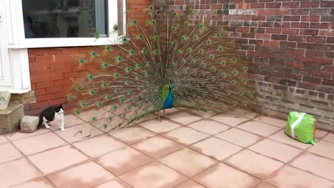 Cat Thinks Peacock Is A Walking Toy