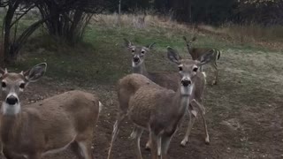 Deer trying to convince old lady it’s halloween.