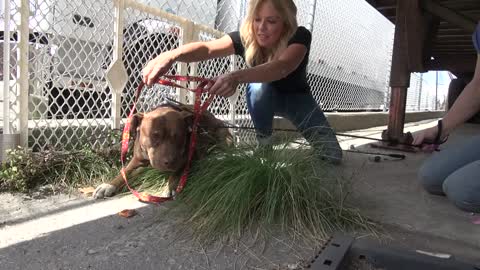 Saving Lois and Clark - two homeless Pit Bulls living in a truck yard - Please share.