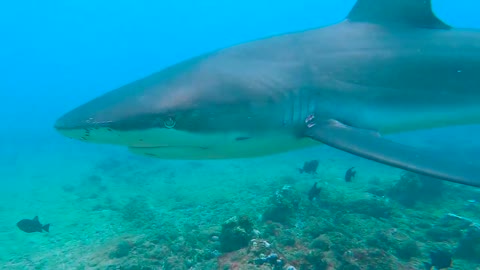 Galapagos Shark Bumps SCUBA Diver in Ascension Island