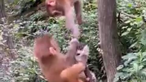 Monkeys gaming time🤗😁🥺🥺😭🥺😭🥺🥺😁⭐💯💯♈🌄