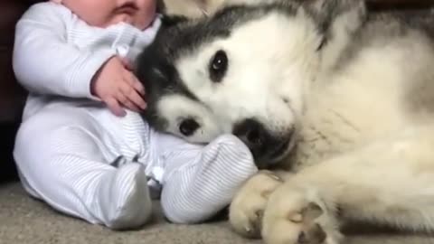 dOG Protecting cute toddler