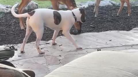 A fawn jumps so high he scares himself!