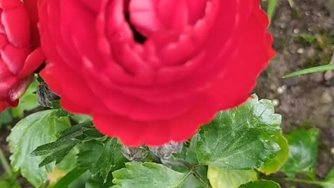 Red Ranunculus